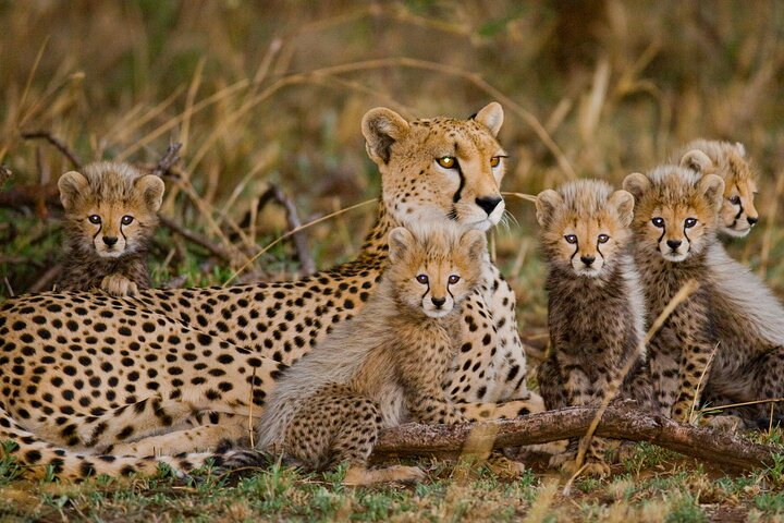 Cheetah encounter and Cape Wine lands Tour. - Photo 1 of 25